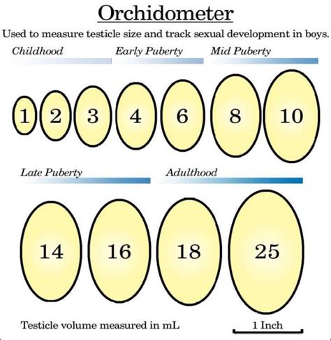 testicle size chart pictures